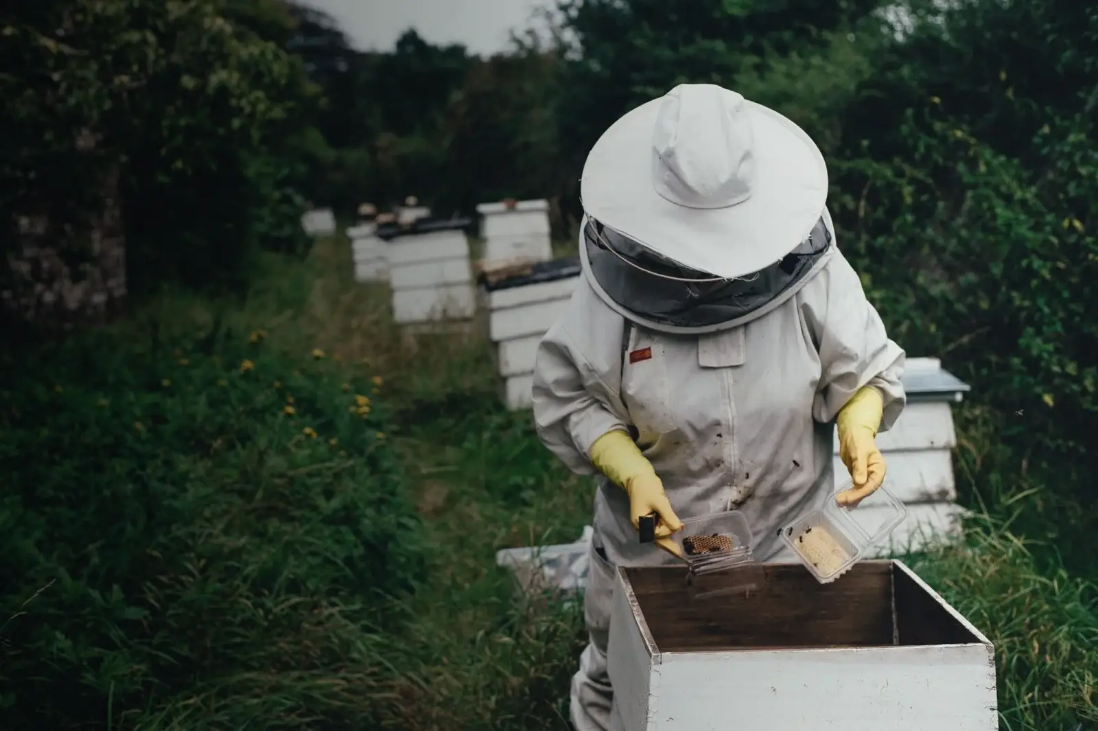 Colmenas en el Baix Empordà